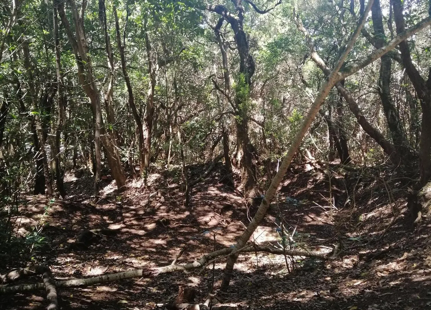 Anaga Y La Laguna A Tus Pies サンタクルスデテネリフェ